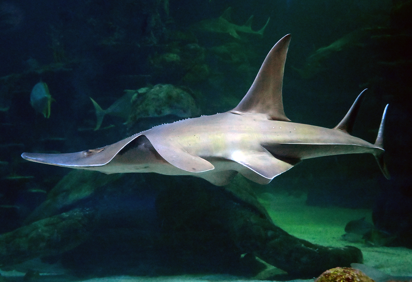 Shark Ray - Rhina ancylostoma - Ark.au