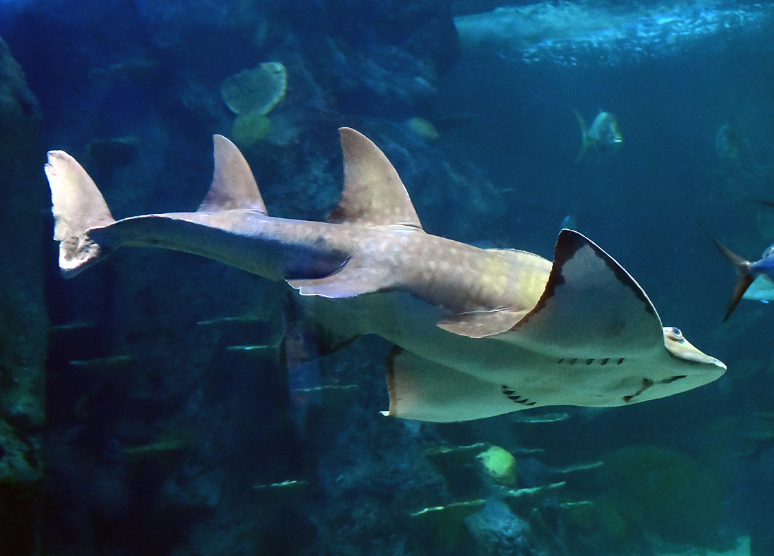 Shark Ray - Rhina ancylostoma - Ark.au