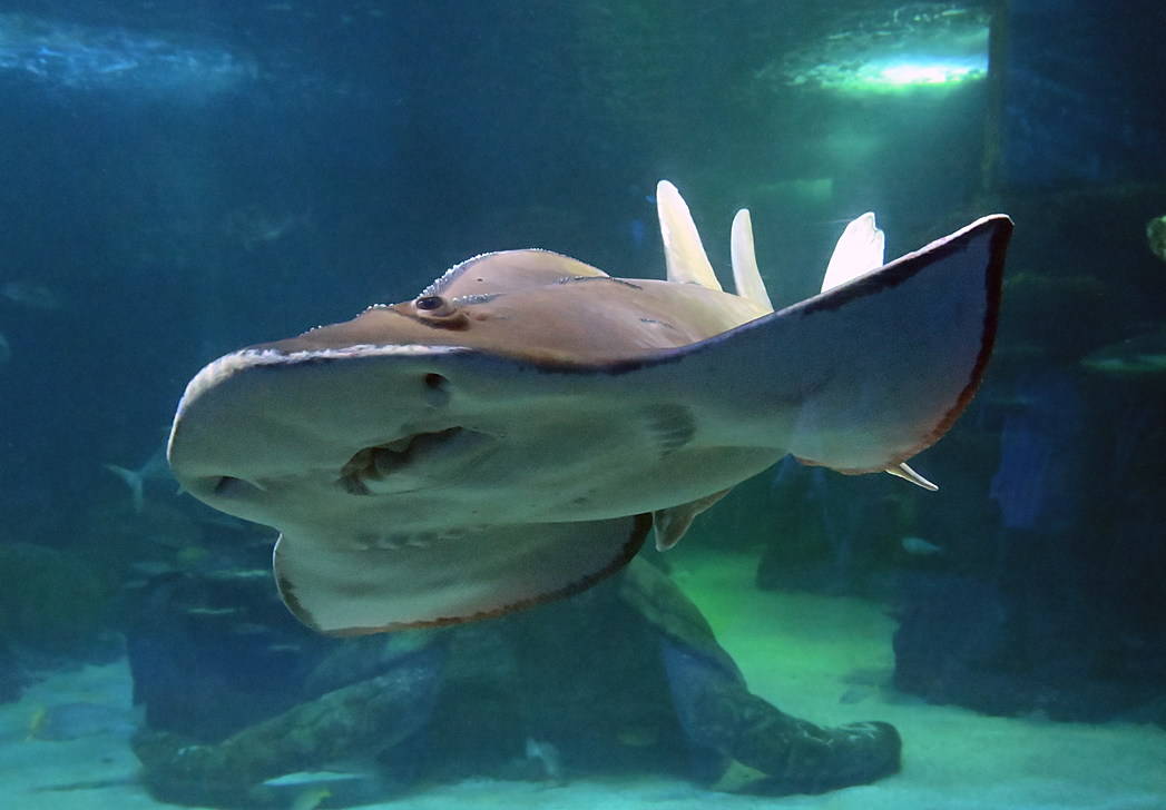 Shark Ray - Rhina ancylostoma - Ark.au