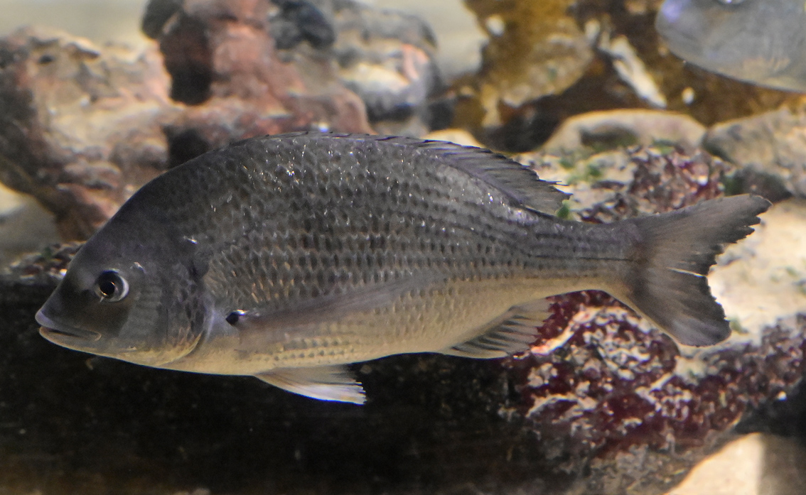 Silver Bream - Acanthopagrus australis - Ark.au