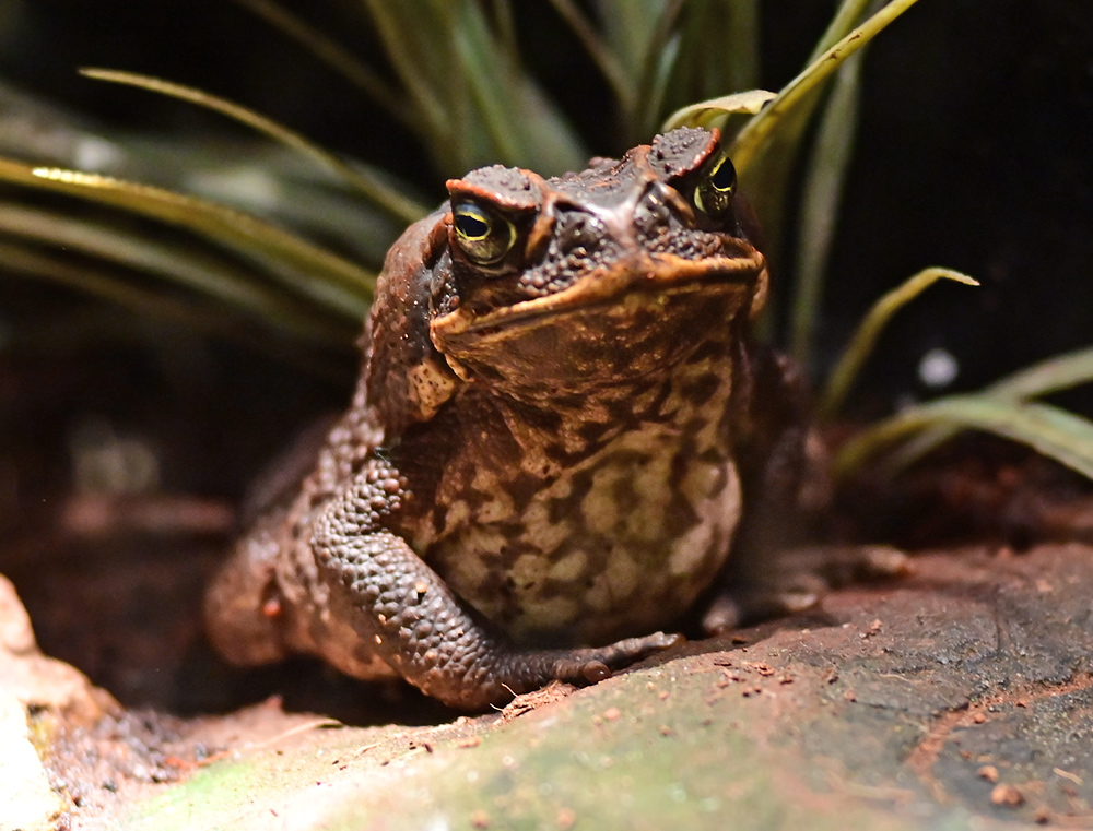 Cane Toad - Rhinella marina - Ark.au