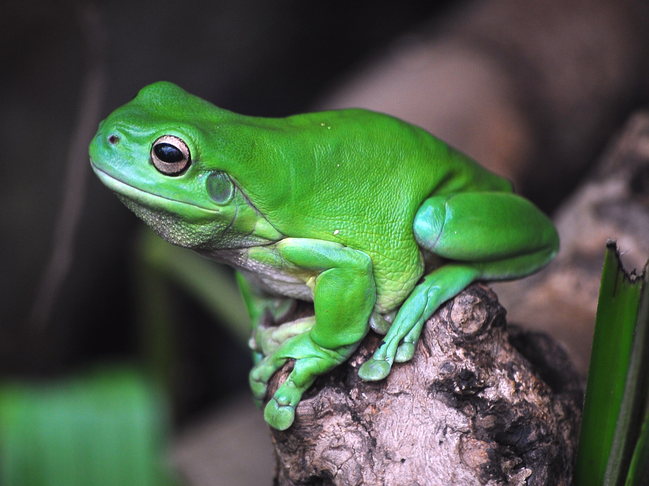 Green Tree Frog - Litoria caerulea - Ark.au