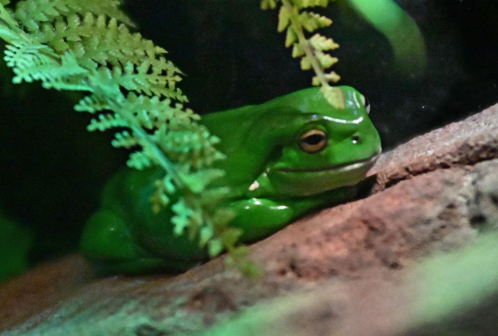 Green Tree Frog - Litoria caerulea - Ark.au