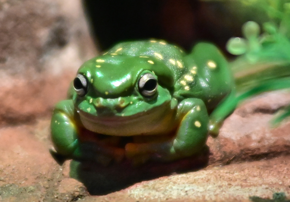 Magnificent Tree Frog - Litoria splendida - Ark.au