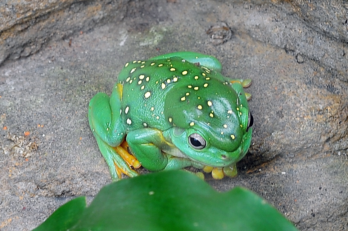 Magnificent Tree Frog - Litoria splendida - Ark.au