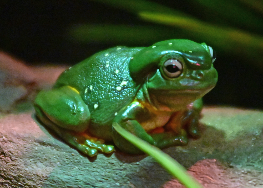 Magnificent Tree Frog - Litoria splendida - Ark.au