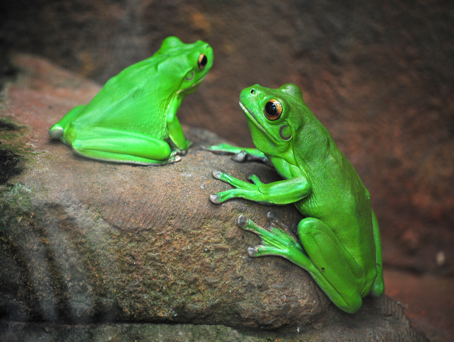 White-lipped Tree Frog - Litoria infrafrenata - Ark.au