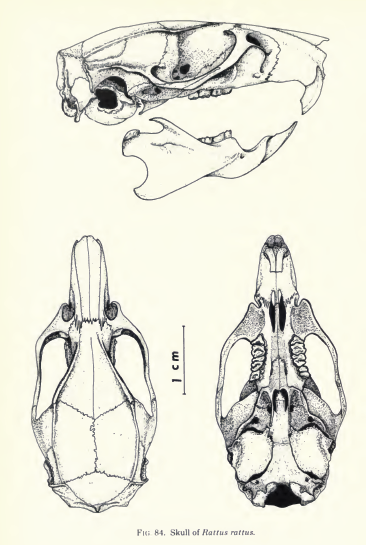 Black Rat - Rattus rattus - Ark.au