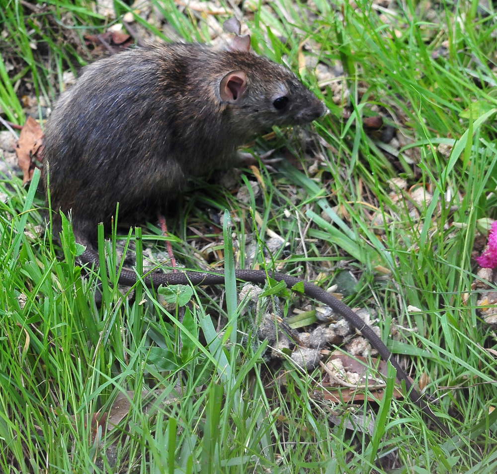 Black Rat - Australian Mammals - Ark.au