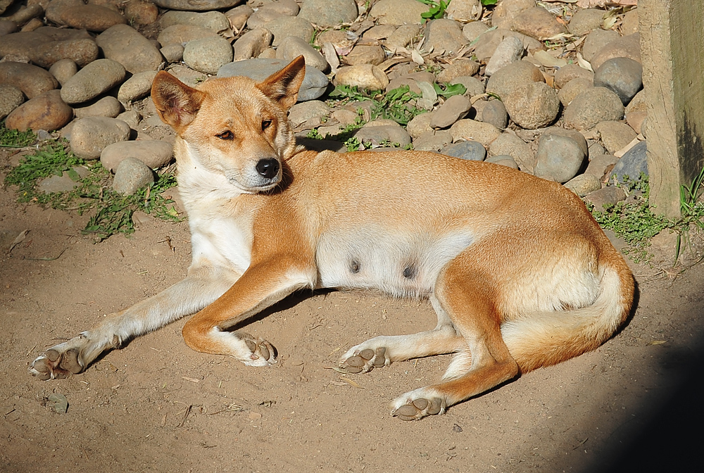 Dingo - Australian Mammals - Ark.au