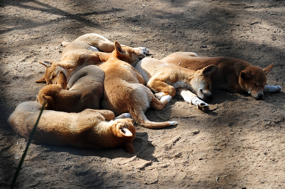 Dingo - Canis lupus dingo - Ark.au