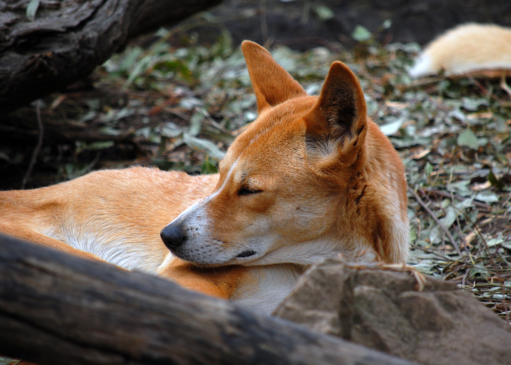 Dingo - Canis lupus dingo - Ark.au