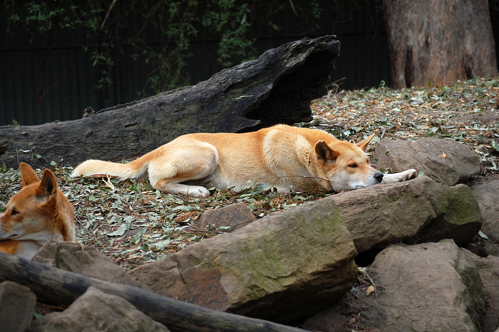 Dingo - Canis lupus dingo - Ark.au