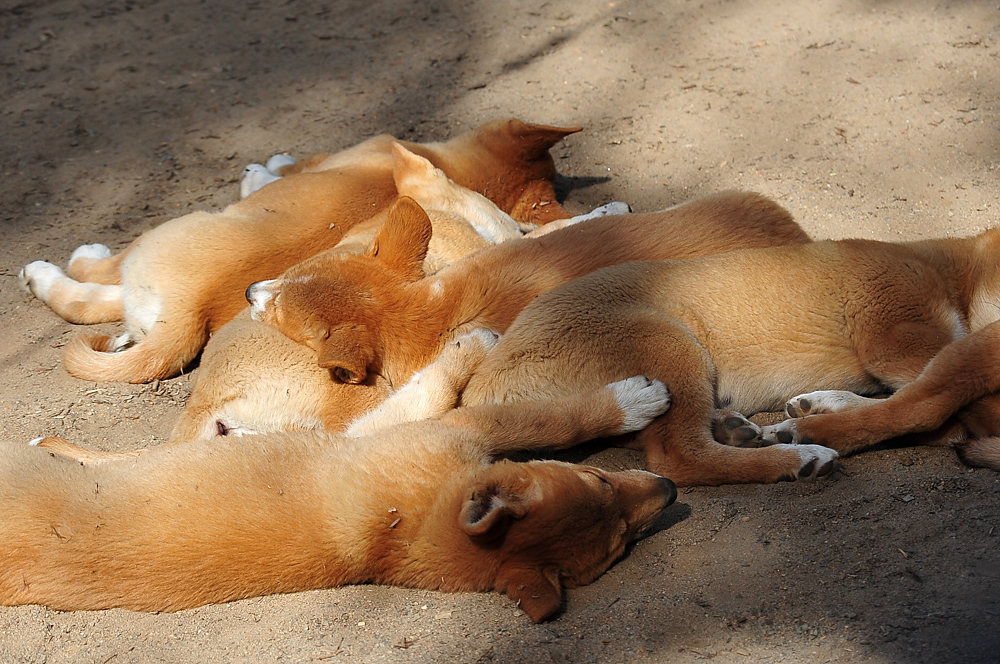 Dingo - Canis lupus dingo - Ark.au