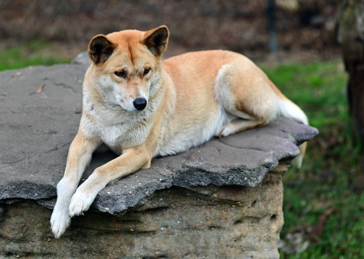 Dingo - Canis lupus dingo - Ark.au