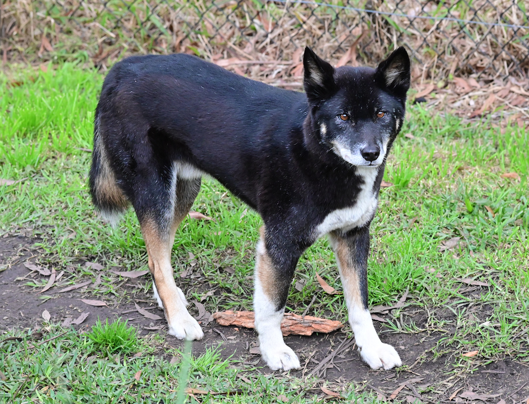 Dingo - Canis lupus dingo - Ark.au