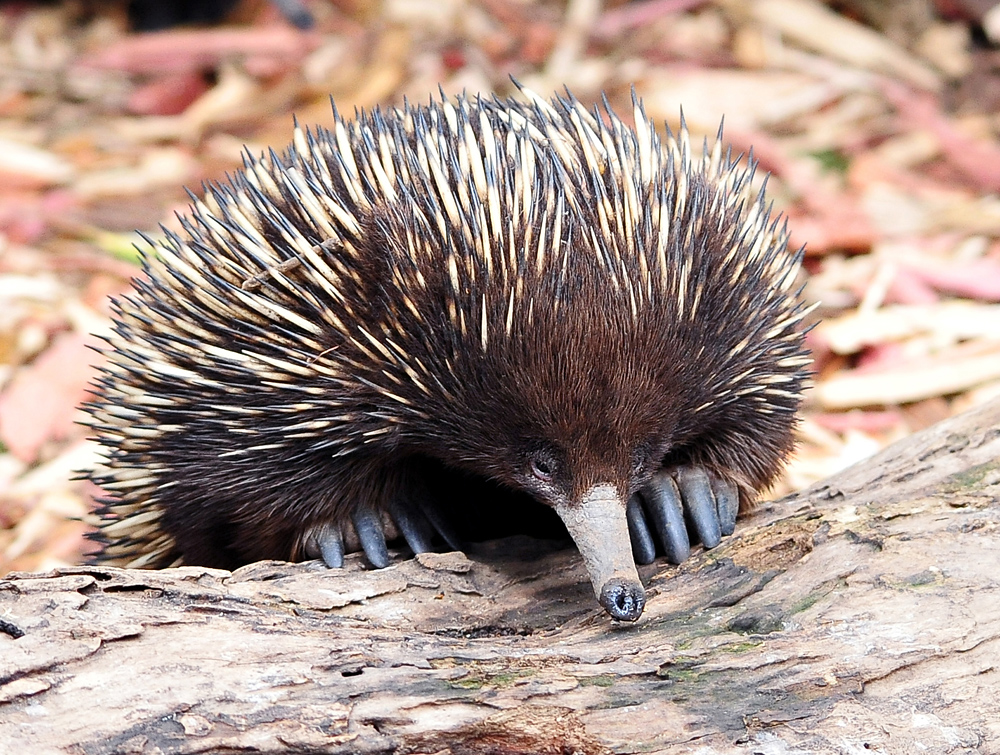 Short-beaked Echidna - Ark.au