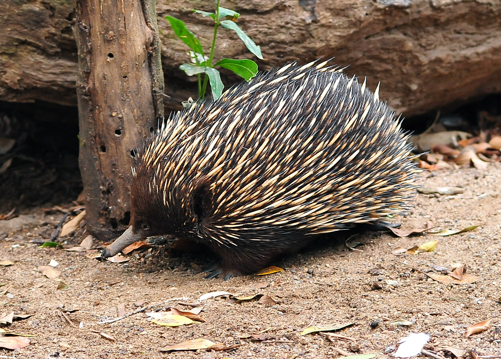 Short-beaked Echidna - Tachyglossus aculeatus - Ark.au