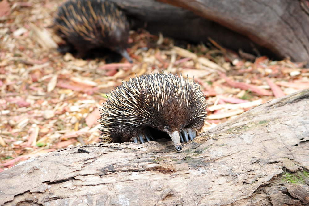 Short-beaked Echidna - Tachyglossus aculeatus - Ark.au