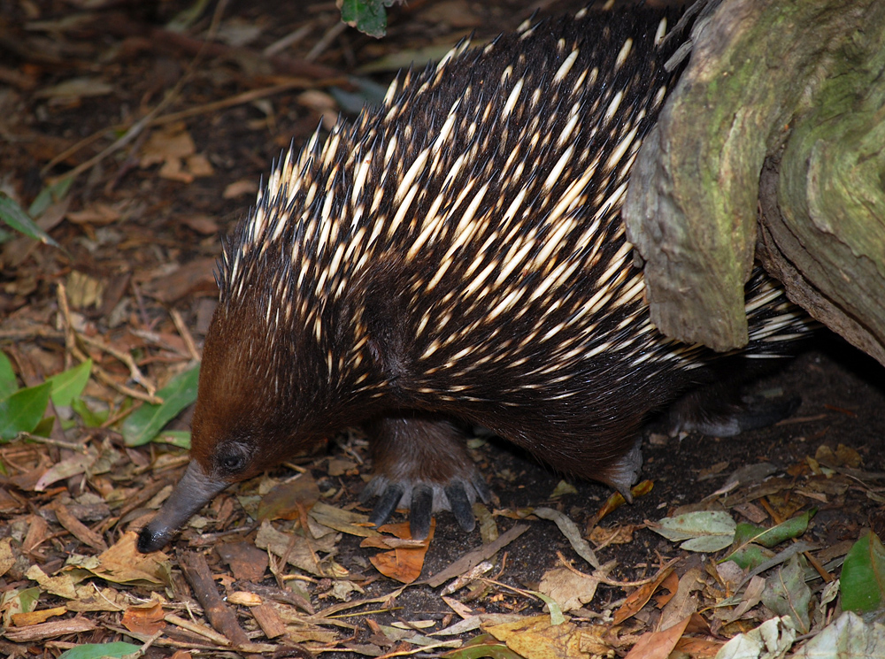 Short-beaked Echidna - Tachyglossus aculeatus - Ark.au