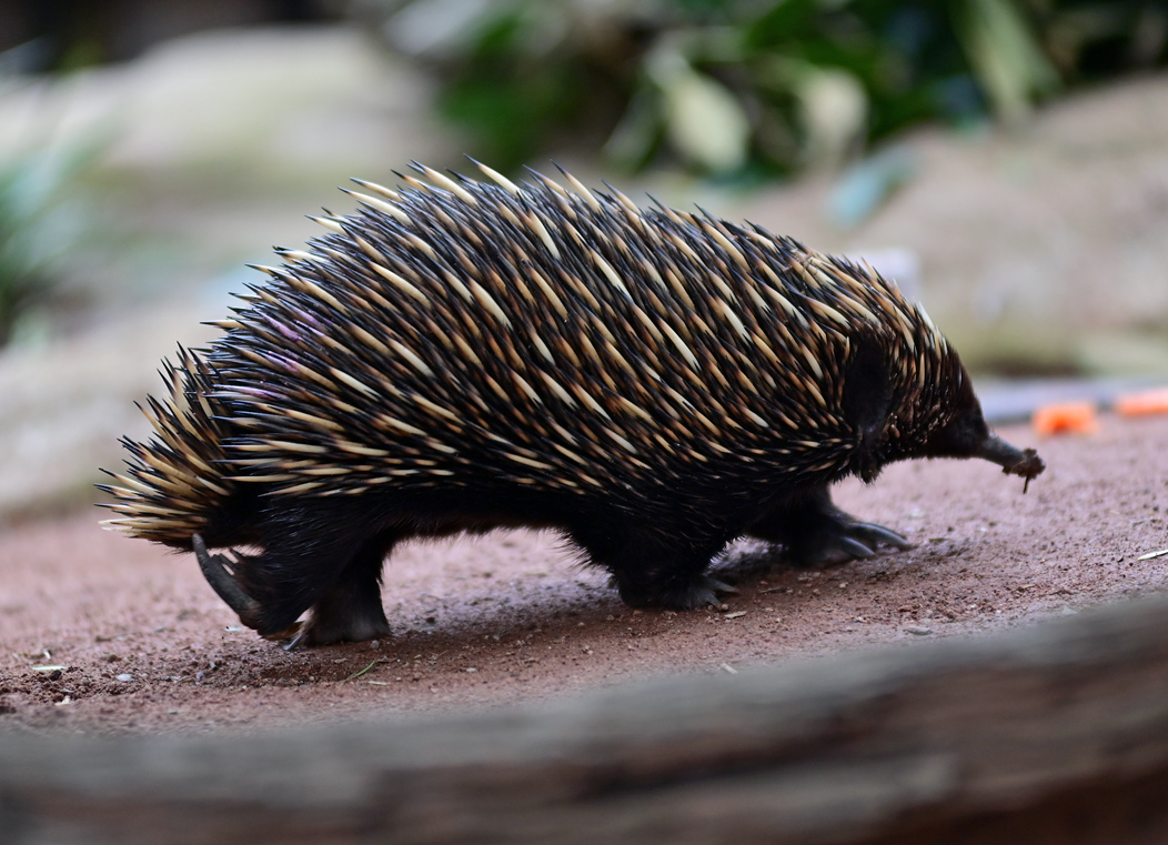 Short-beaked Echidna - Tachyglossus aculeatus - Ark.au