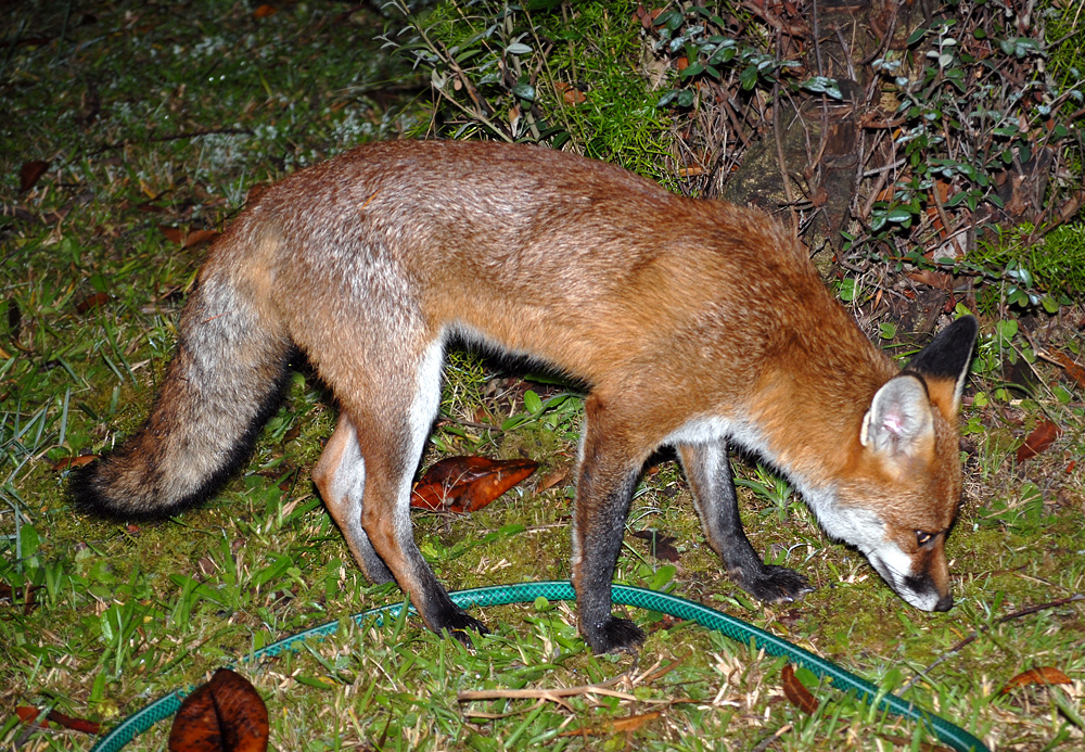 Red Fox - Australian Mammals - Ark.au