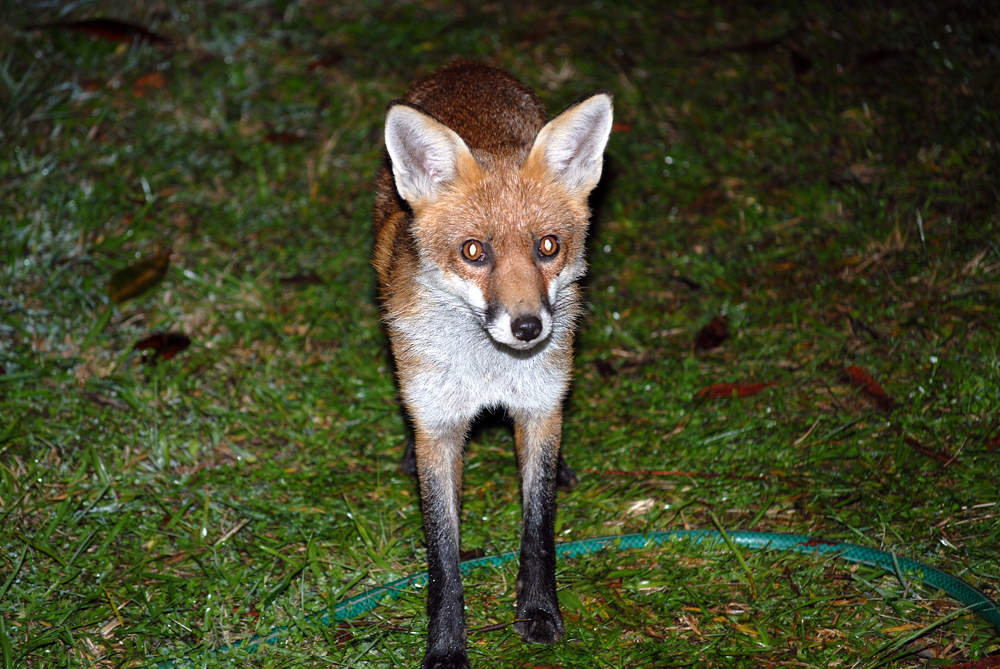 Red Fox - Vulpes vulpes - Ark.au