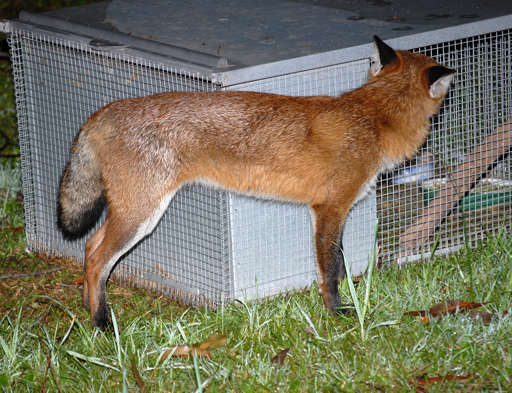 Red Fox - Vulpes vulpes - Ark.au