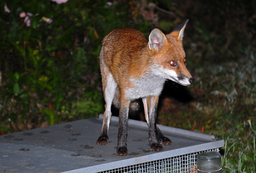 Red Fox - Vulpes vulpes - Ark.au