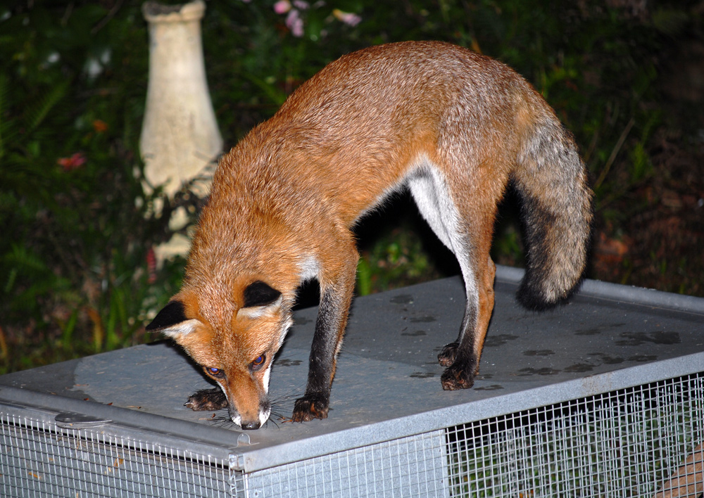 Red Fox - Vulpes vulpes - Ark.au