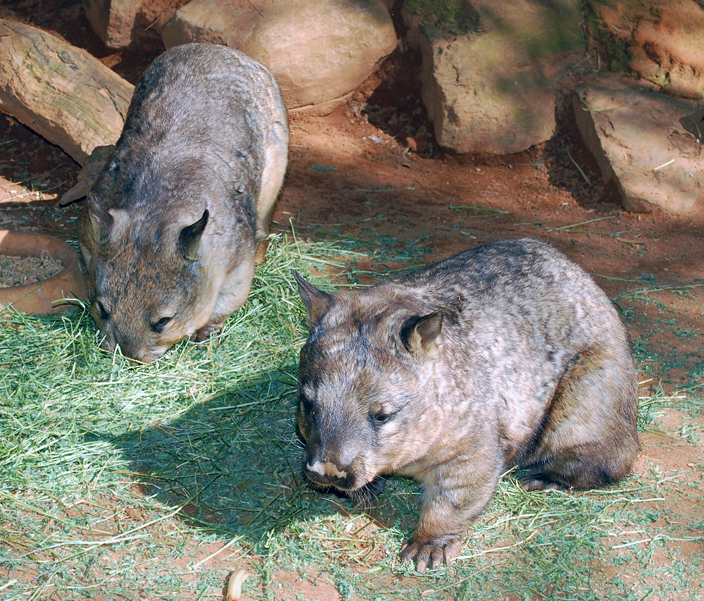 Southern Hairy-nosed Wombat - Australian Mammals - Ark.au