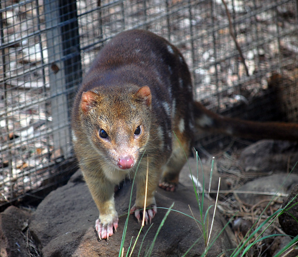 Tiger Quoll (Spot-tailed Quoll) - Australian Mammals - Ark.au