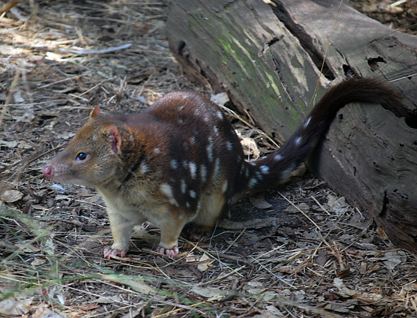 Tiger Quoll (Spot-tailed Quoll) - Dasyurus maculatus - Ark.au