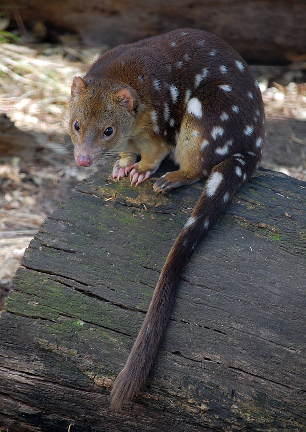 Tiger Quoll (Spot-tailed Quoll) - Dasyurus maculatus - Ark.au