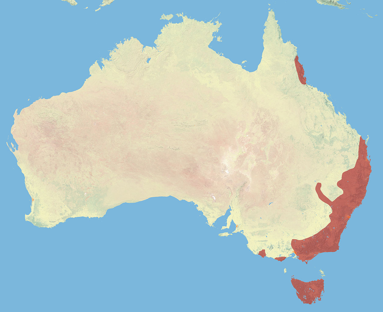 Tiger Quoll (Spot-tailed Quoll) - Dasyurus maculatus - Ark.au