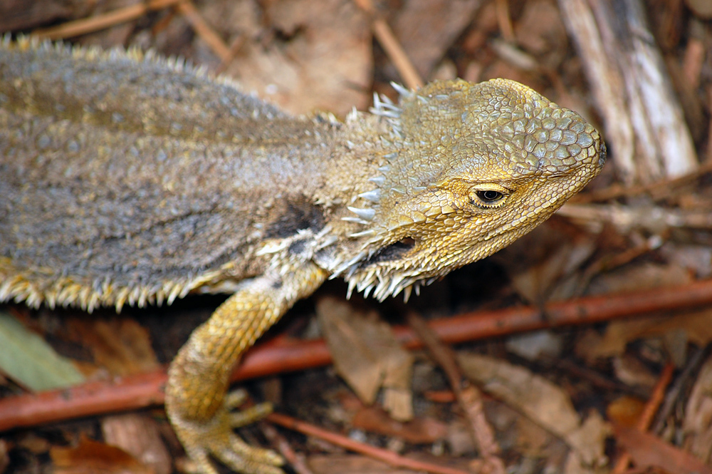 Common Bearded Dragon - Ark.au