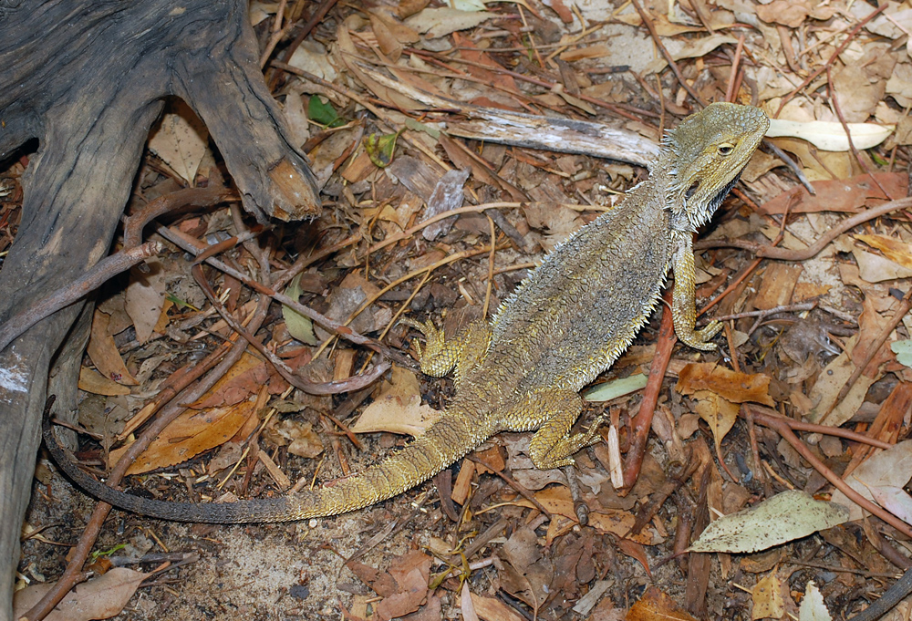 Common Bearded Dragon - Pogona barbata - Ark.au