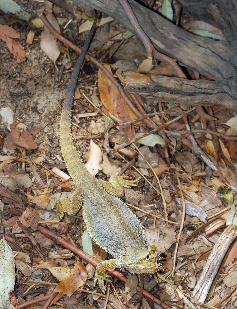 Common Bearded Dragon - Pogona barbata - Ark.au