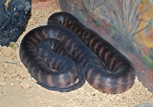 Black-headed Python - Ark.au