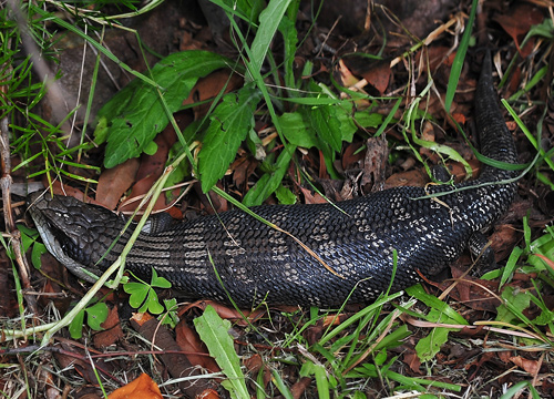 Common Blue-tongue Lizard - Ark.au Common Blue-tongue Lizard - Ark.au