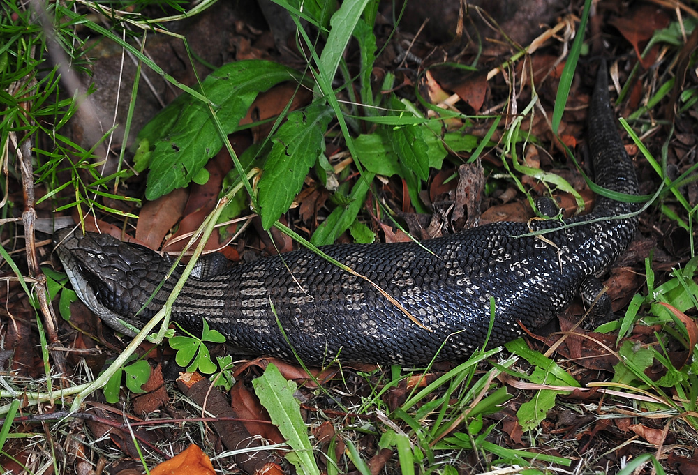 Common Blue-tongue Lizard - Australian Reptiles - Ark.au