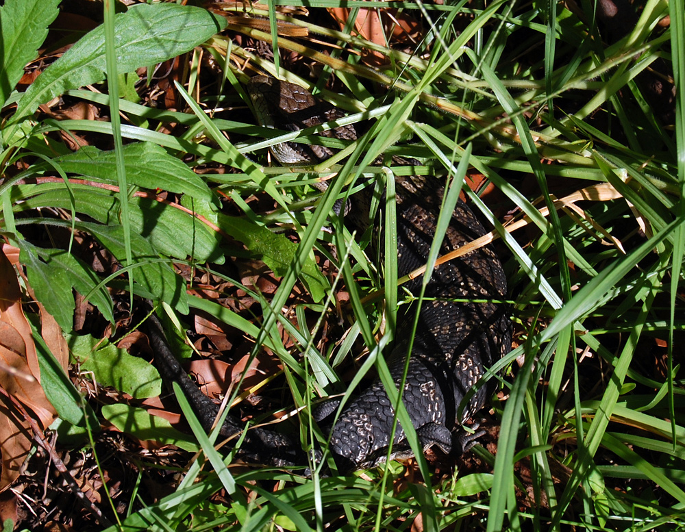 Common Blue-tongue Lizard - Tiliqua scincoides - Ark.au