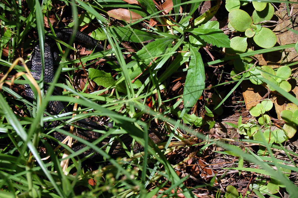 Common Blue-tongue Lizard - Tiliqua scincoides - Ark.au