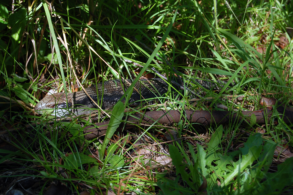 Common Blue-tongue Lizard - Tiliqua scincoides - Ark.au