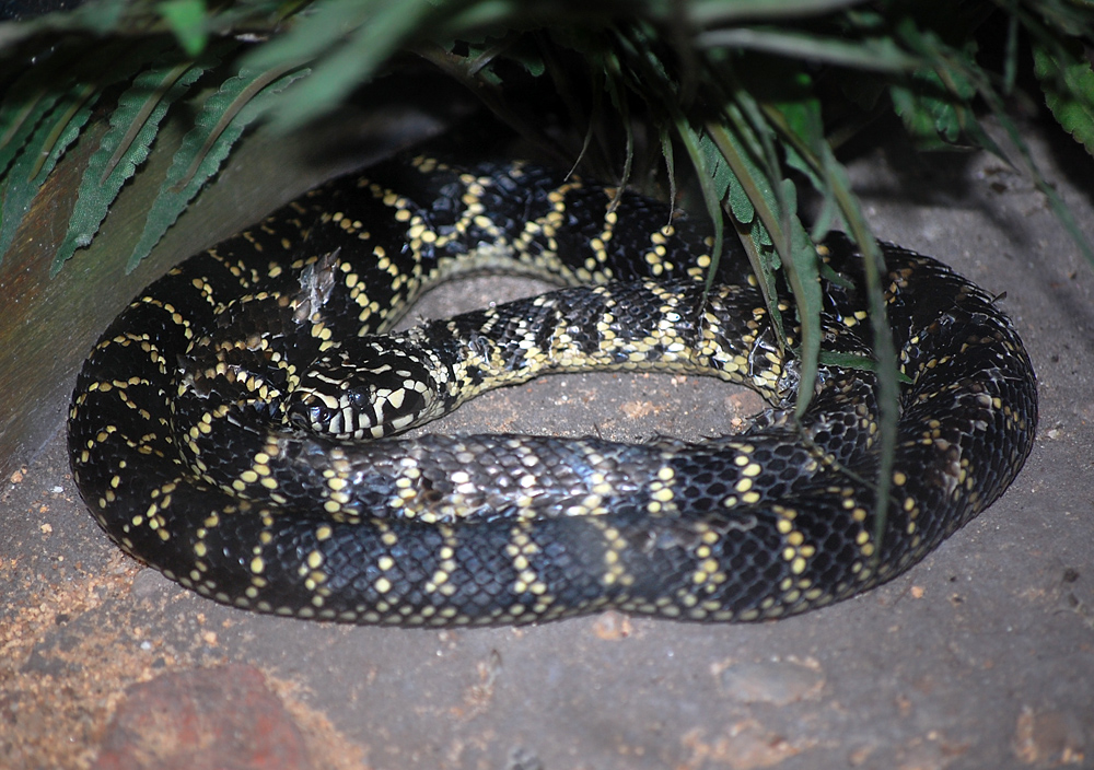 Broad-headed Snake - Australian Reptiles - Ark.au