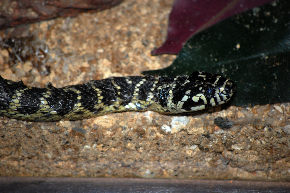 Broad-headed Snake - Hoplocephalus bungaroides - Ark.au