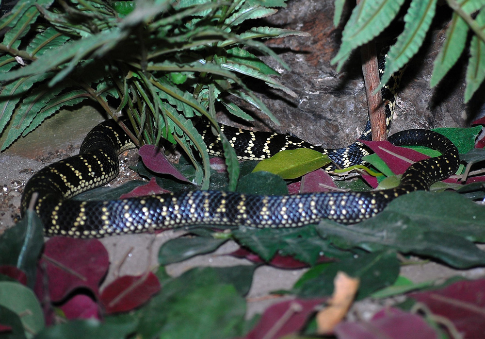 Broad-headed Snake - Hoplocephalus bungaroides - Ark.au