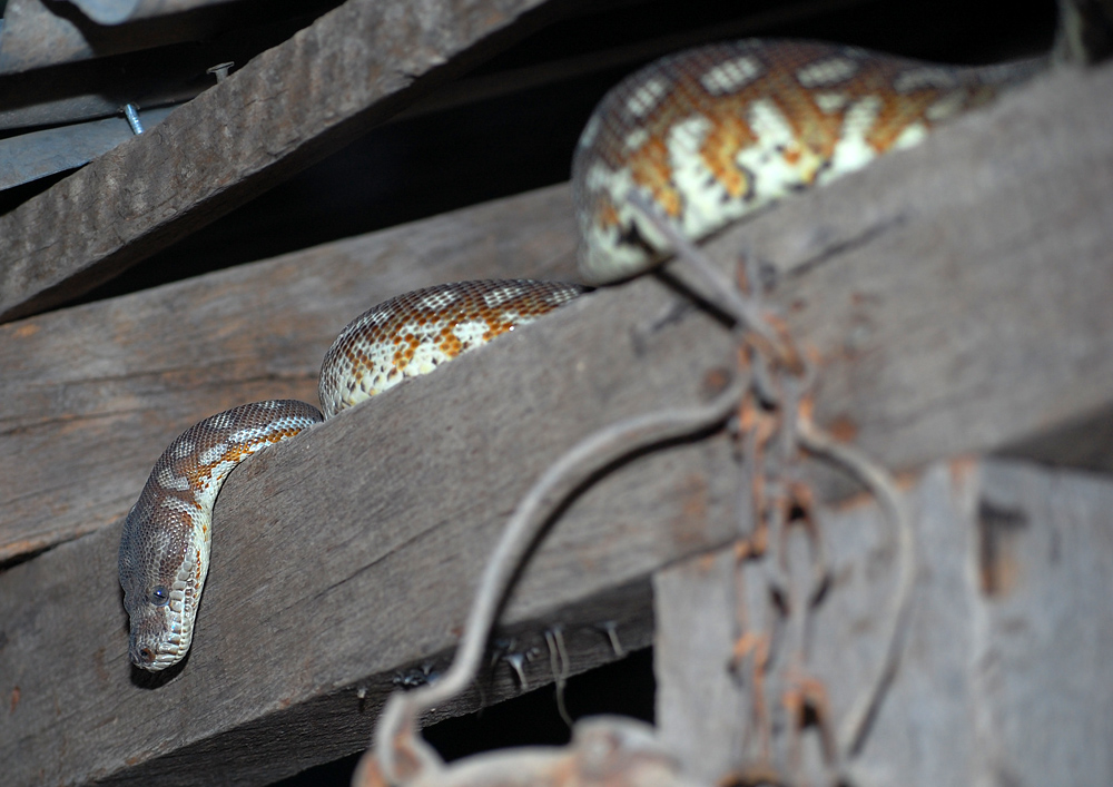 Centralian Carpet Python - Ark.au