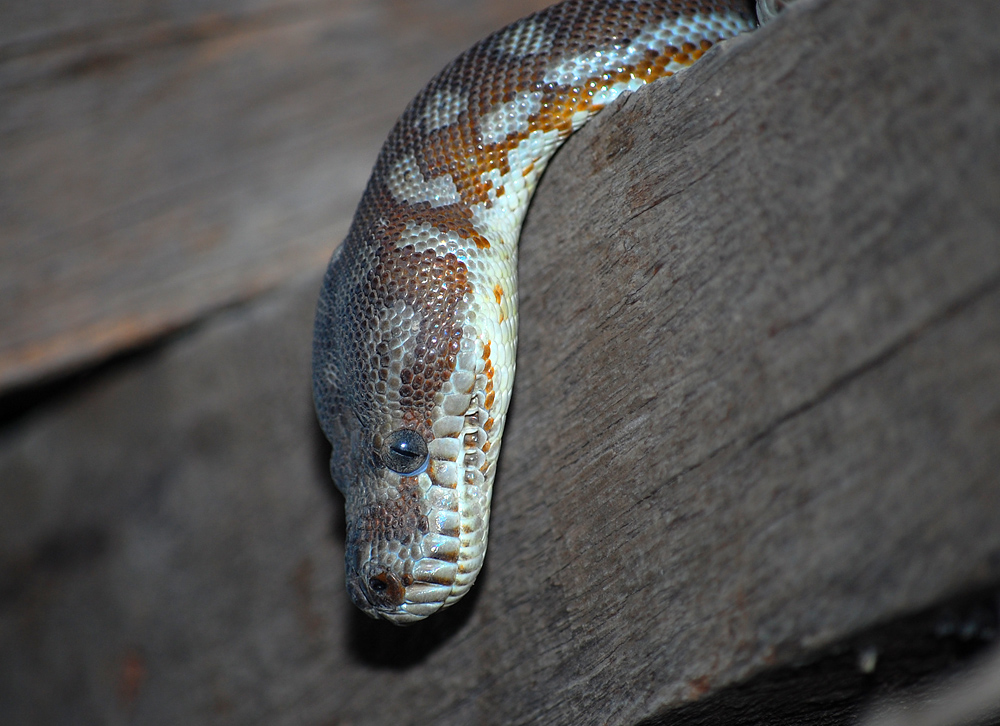 Centralian Carpet Python - Morelia bredli - Ark.au