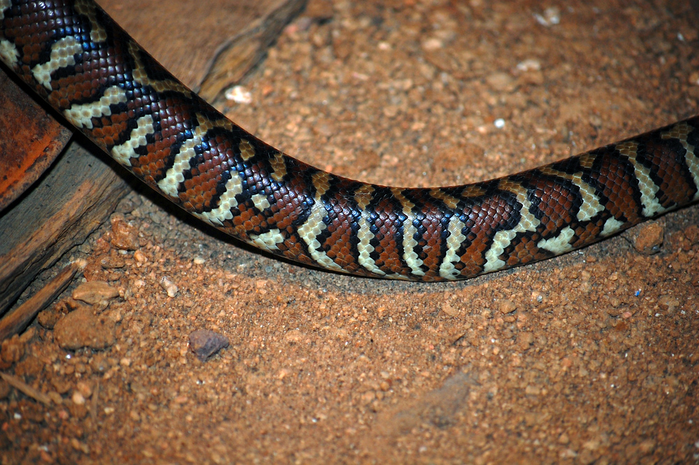 Centralian Carpet Python - Morelia bredli - Ark.au